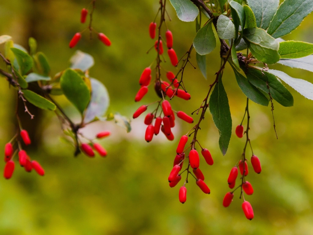 Barberry plant, the primary source of berberine