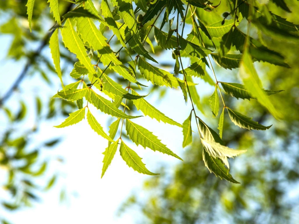 Leaves from a neem tree