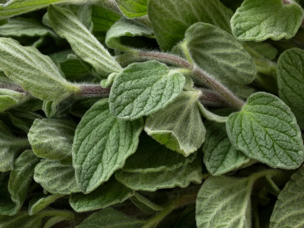 Close-up of oregano leaves